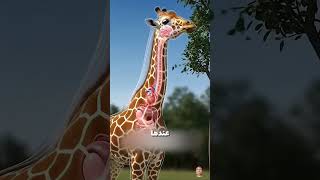 اوعا تفكر تنقل زرافه ابدا