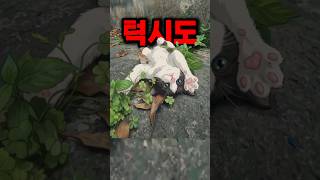 길 가다 손짓 한 번 했을 뿐인데.. 내 손으로 점프한 턱시도 아기 고양이