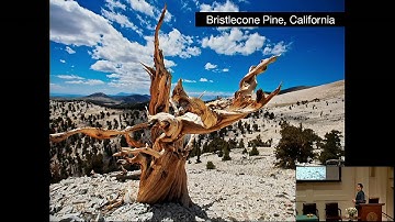 Tree Rings Reveal Climate Change Past, Present, and Future