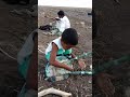 ود احمودي في خطر شبلي التكينه