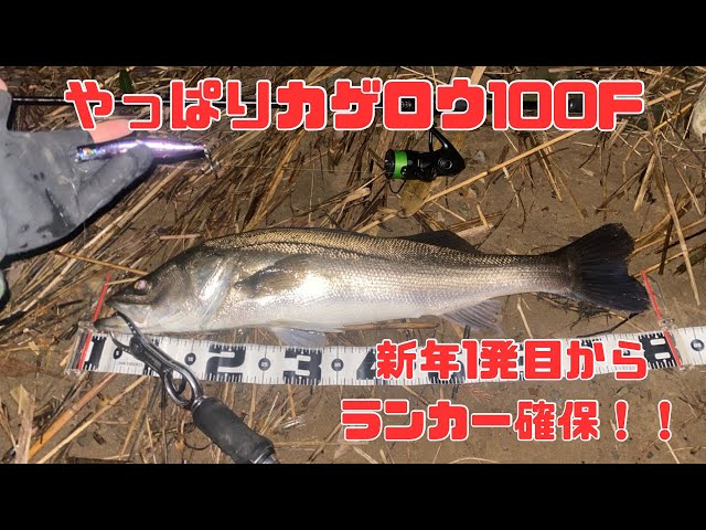 カゲロウ100F最強？！新年1発目からランカー！【パープルネオンイワシ