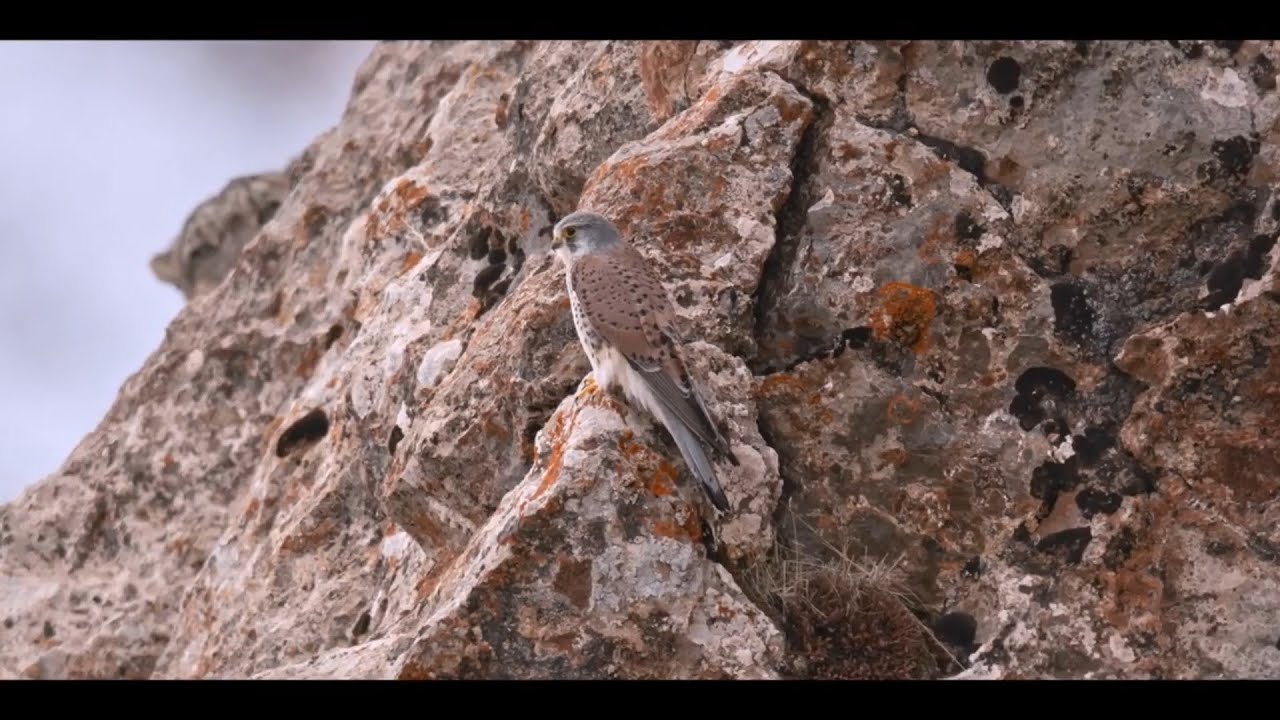 The Velvet Queen; Catching an accidental glimpse of her...