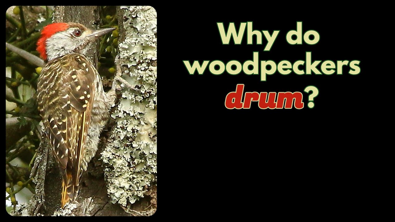 WHY DO WOODPECKERS DRUM? - YouTube