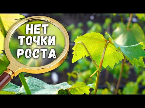 Почему на лозе