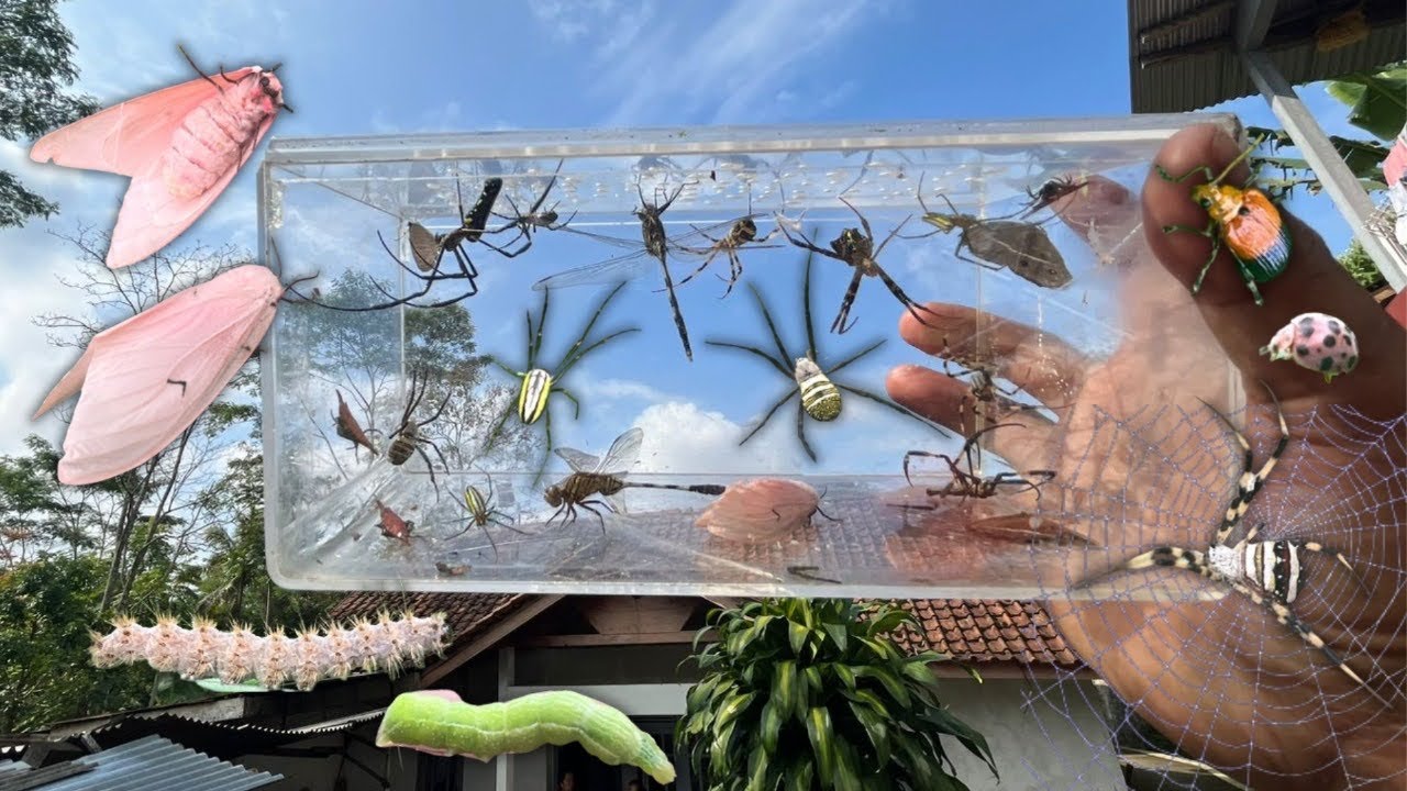 Rare insect‼️Pink Cicadas, Catepillar, Spider, Dragonfly, Butterfly, Weevil