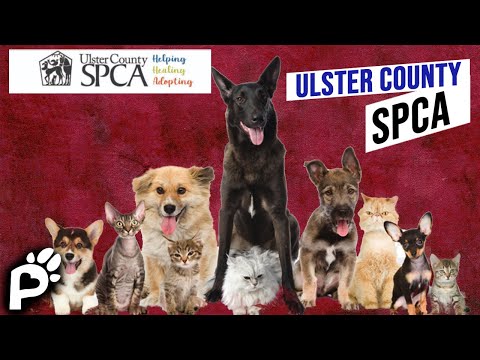Pawareness Podcast # 48 | What is a No-Kill Philosophy? | Ulster County SPCA