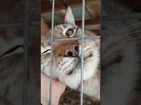 Как "мурлыкает" рысь #животные #animals #pets #cute #funny #pets #zoo #рысь #lynx #котики #кошка