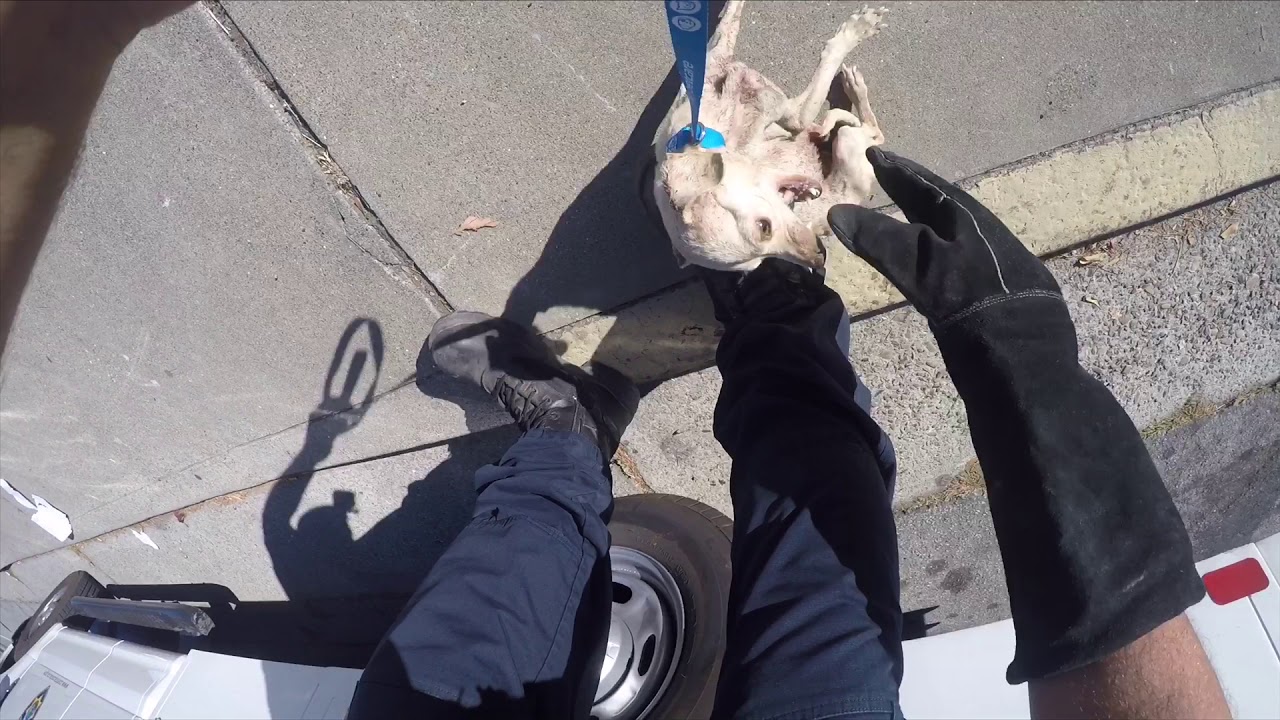 Rescue of emaciated terrified dog from side of the road - YouTube
