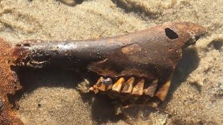 The Legend Of Dead Horse Bay & Glass Bottle Beach Brooklyn, NY