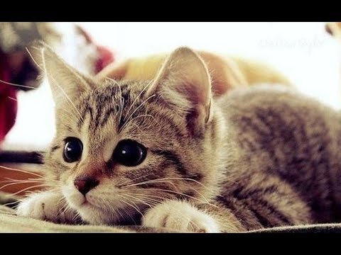 Gato Munchkin Bebe 3 Youtube