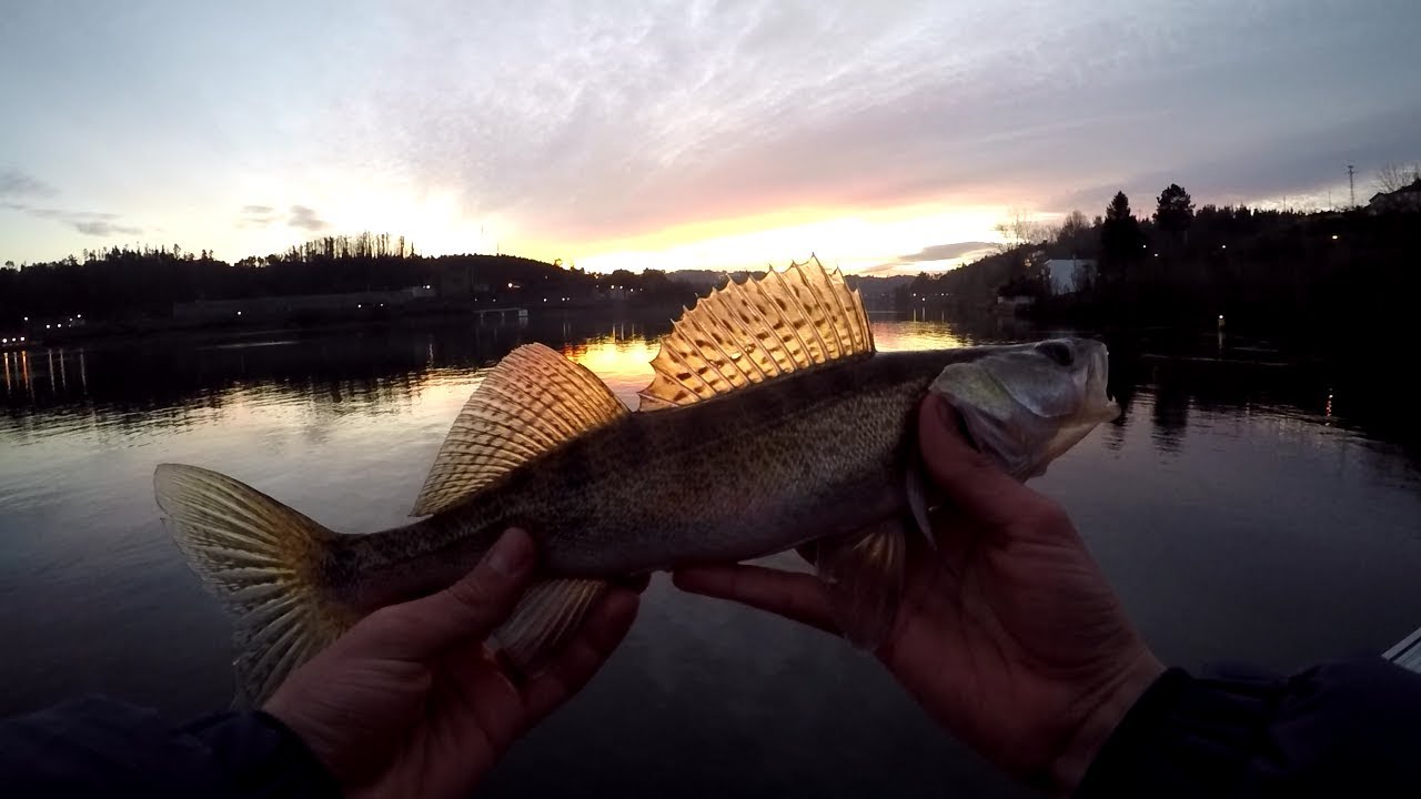 Zander fishing in Douro/Pesca de Lucioperca no Douro