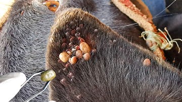 Dog Ticks Remove - Easy And Fast Way To Remove All Ticks From Poor Dog - Save Poor Dog EP 101