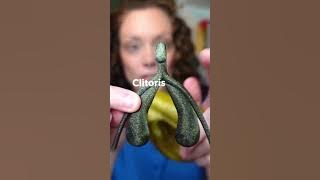Did you know the clitoris looks like this?! #obgyn #shorts