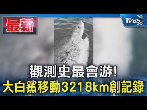 觀測史最會游! 大白鯊移動3218km創記錄｜TVBS新聞 ‪@TVBSNEWS01‬