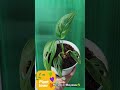 Mini plants☘️#miniplants #indoorplants #houseplants #plantlover #naturelittlesanctuary