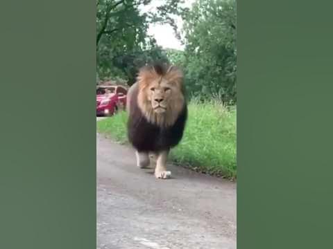 why lions don't attack on people in a vehicle #wild #animals #wildlife