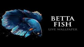 Cara Install Betta Fish Live Wallpaper v1.2 (Bug) Di Android 2019 screenshot 1
