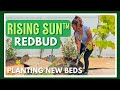 Planting my wishlist tree  rising sun redbud  sheet mulching  gardening after work ep 1