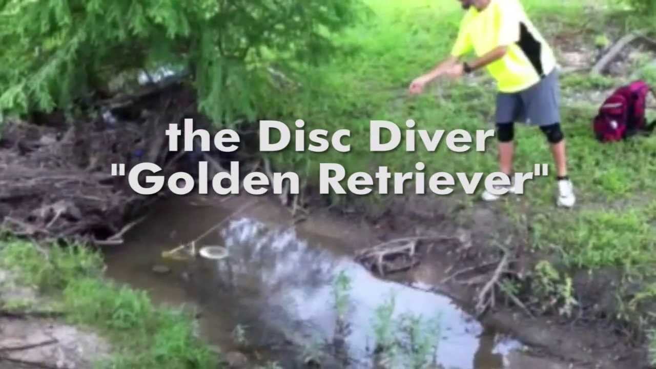 golden retriever disc golf