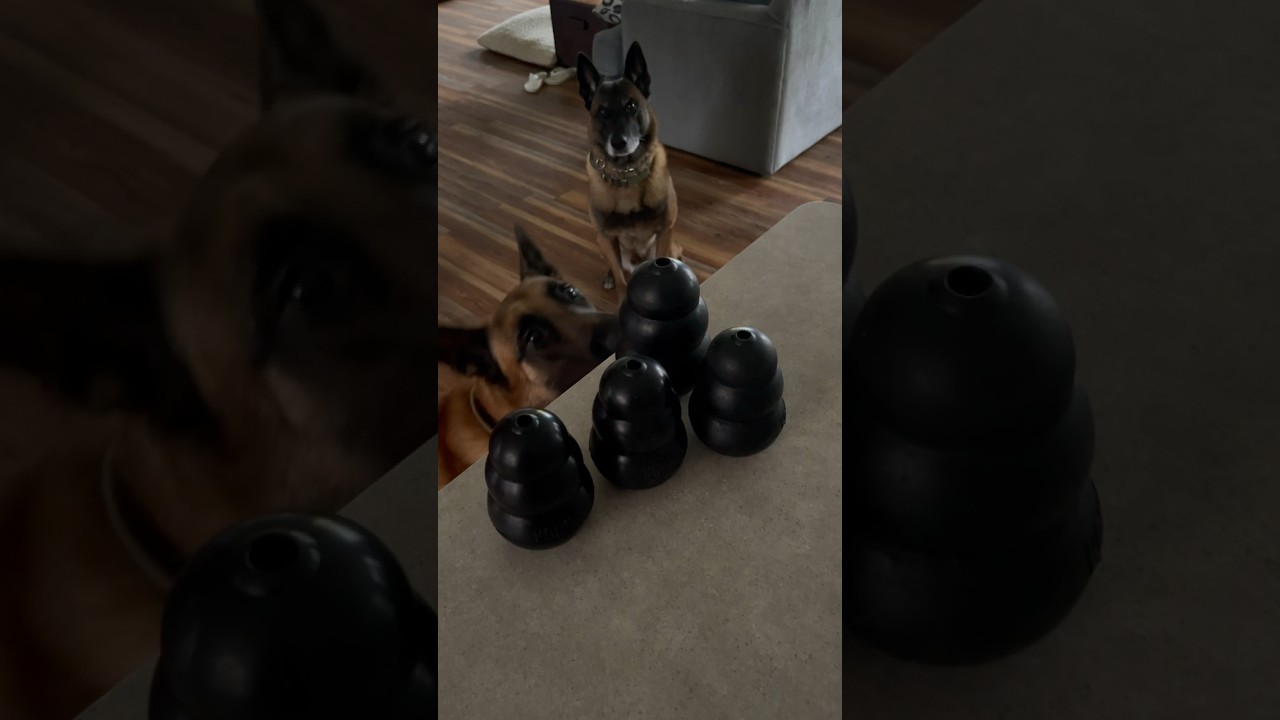 #belgianmalinois