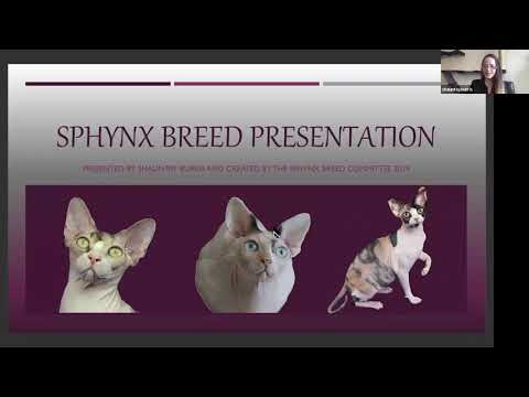Video: Sphynx Cat Cat Breed Hypoallergenic, Kalusugan At Life Span