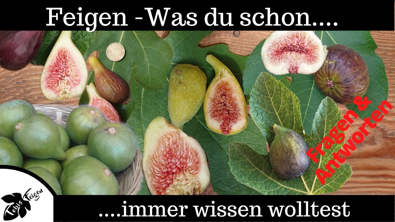 Feige umtopfen Ficus carica die Essfeige mit Spezialsubstrat zum selber machen