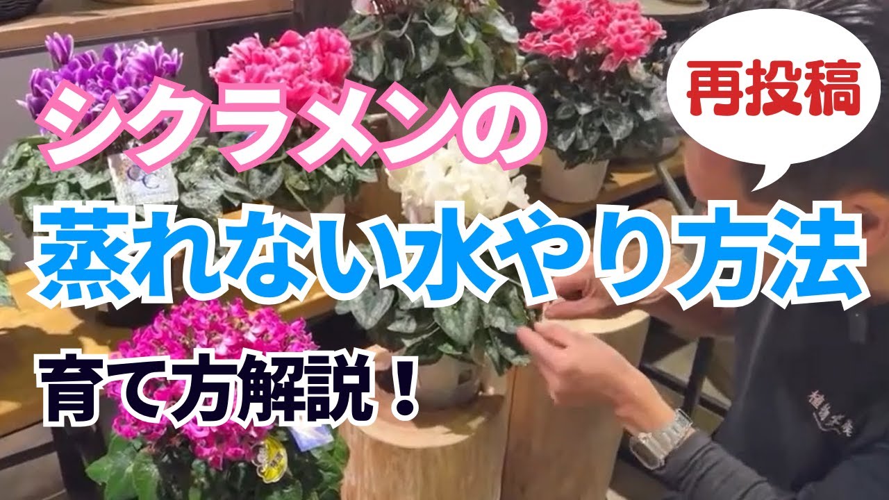 【再投稿】シクラメンの蒸れない水やり方法と育て方！