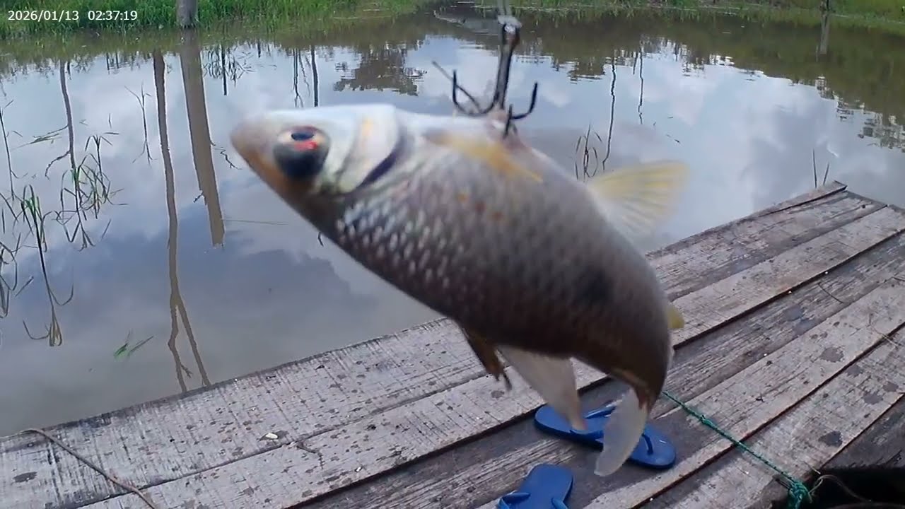 Pescaria com muita chuva peixes surpresas