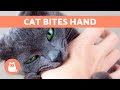 Why Does My CAT Keep BITING My HANDS? 🐱✋🏻 (5 Reasons)