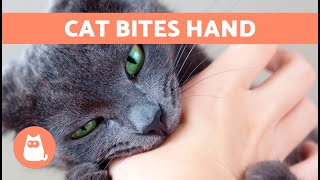 Why Does My CAT Keep BITING My HANDS? ✋ (5 Reasons)
