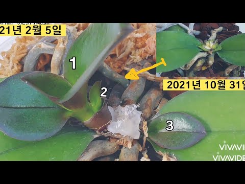 Βίντεο: Τι προκαλεί το σχίσιμο των φύλλων phalaenopsis;