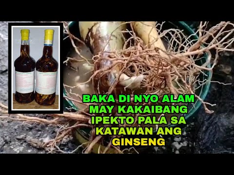 Video: Herbal Ginseng Remedies – Alamin Kung Paano Gamitin ang Ginseng Root