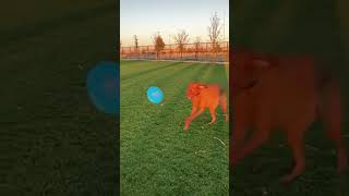 =WHEN YOUR DOG TRIES TO BE SNEAKY AND...