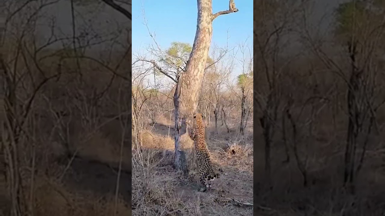 The Secret Life of Leopards 🐆 | Amazing Survival Facts