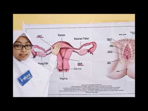 Video: Tulang Reproduksi Wanita & Lantai Pelvis - Peta Badan