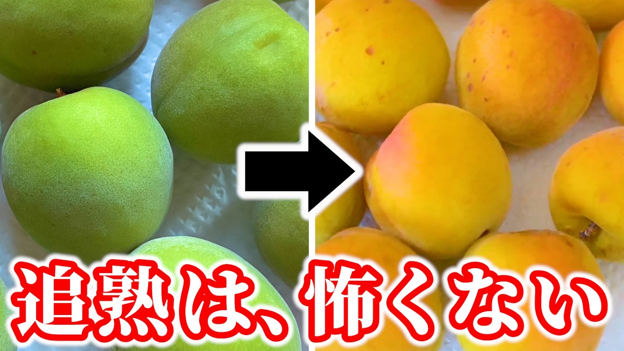 梅仕事の基本】梅農家の青梅の追熟のコツ。追熟中の写真付きでわかり