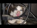 Starving Feral Kitten Eating Meowing And Hissing At Same Time | Poor Calico Cat Deserve Happy Life |