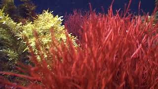Ocean Plants