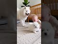【爆笑】ふわふわの子犬と遊ぶ赤ちゃん、笑い声が最高に癒される #猫 #子犬 #baby #cute