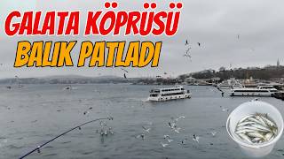 İSTANBUL GALATA KÖPRÜSÜ’NDE BALIK PATLADI! | BEREKETLİ İSTAVRİT AVI🎣🔥#istanbul #balıkavı