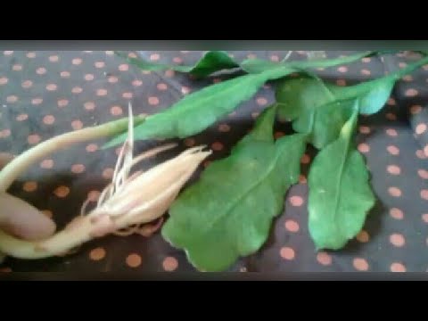 PLANTA DAMA DA NOITE,CACTÁCEA FÁCIL DE CULTIVAR. - thptnganamst.edu.vn