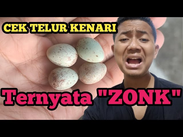 TERNAK KENARI?? BISA GUNAKAN CARA INI AGAR MENGETAHUI TELUR ISI ATAU ZONK‼️ class=