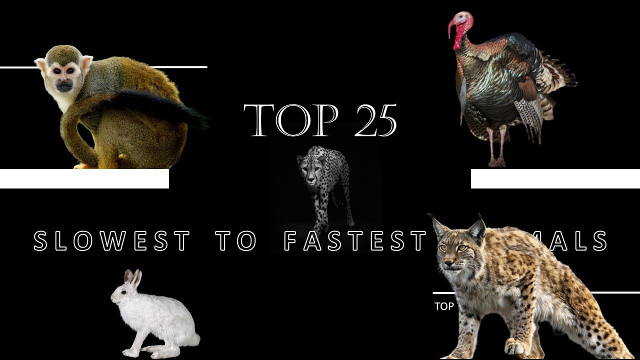 The 25 Slowest and Fastest Animals - Fascinating Ranking! Les Animaux ...