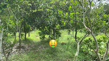 Bán Gấp Đất Vườn tại Hòa khánh cái bè Tiền Giang