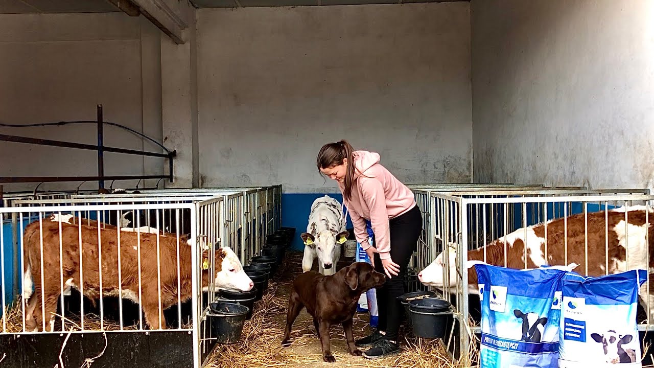 Codzienne Obowiązki / Cielaki