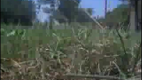 rc18t bash onboard camera