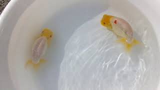 DSCF6011