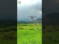 Drone Spray Farming 🚁||🌾Smart Farming with Drone || #DroneSpray #OdishaFarming #Indian farmer