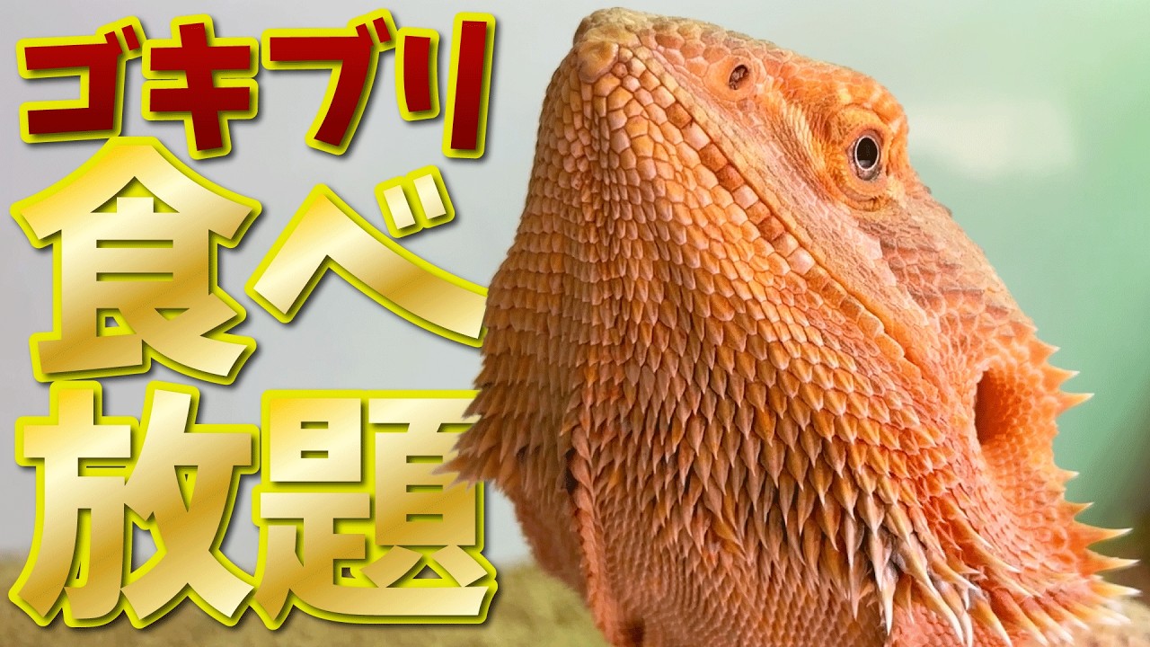 フトアゴヒゲトカゲ が ゴキブリ を爆食！餌用ゴキブリ、デュビア 食べ放題！【 爬虫類 】