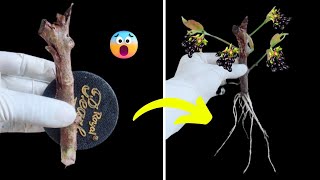 Unique Skill How to grow Java plum tree from java plum branch || Grow java plum tree easily